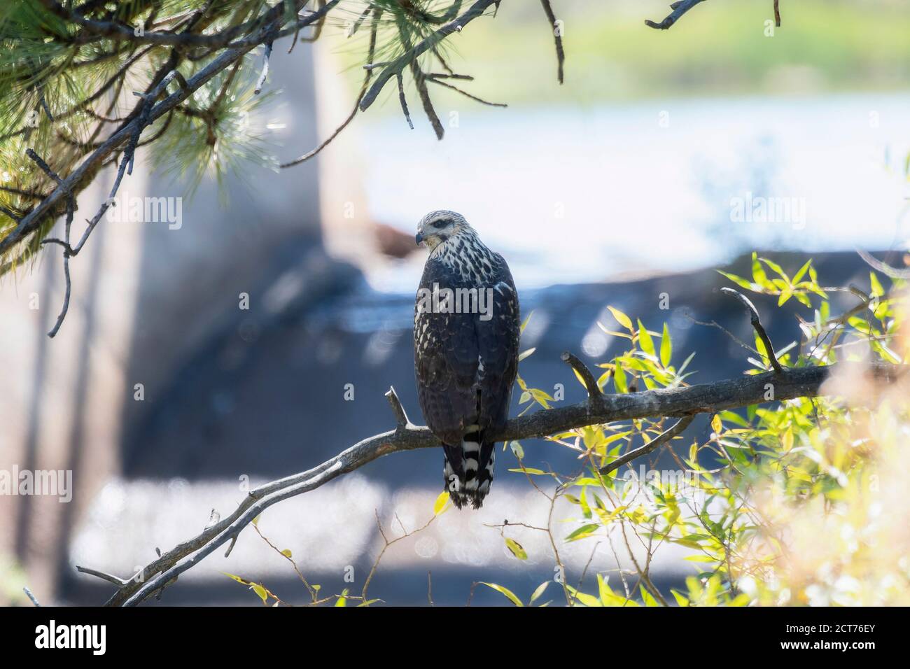 Ein jugendlicher wandernder Schwarzer Falke (Buteogallus anthracinus) Jagd von Bäumen an einem kleinen Teich Stockfoto
