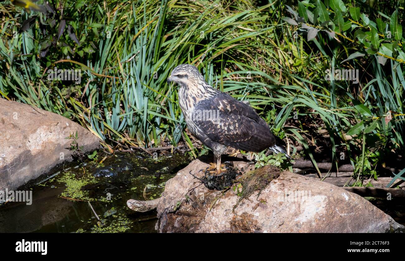 Ein jugendlicher wandernder Schwarzer Falke (Buteogallus anthracinus) Jagd von Felsen an einem kleinen Teich Stockfoto