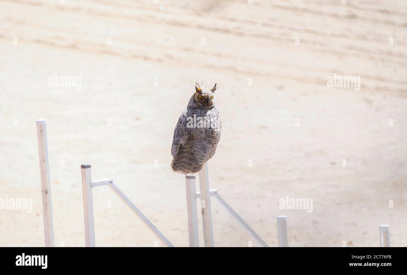 Große gehörnte Eule (Bubo virginianus) Auf einem Dock auf der Jagd auf einem Sandstrand In Colorado bei Tageslicht Stockfoto
