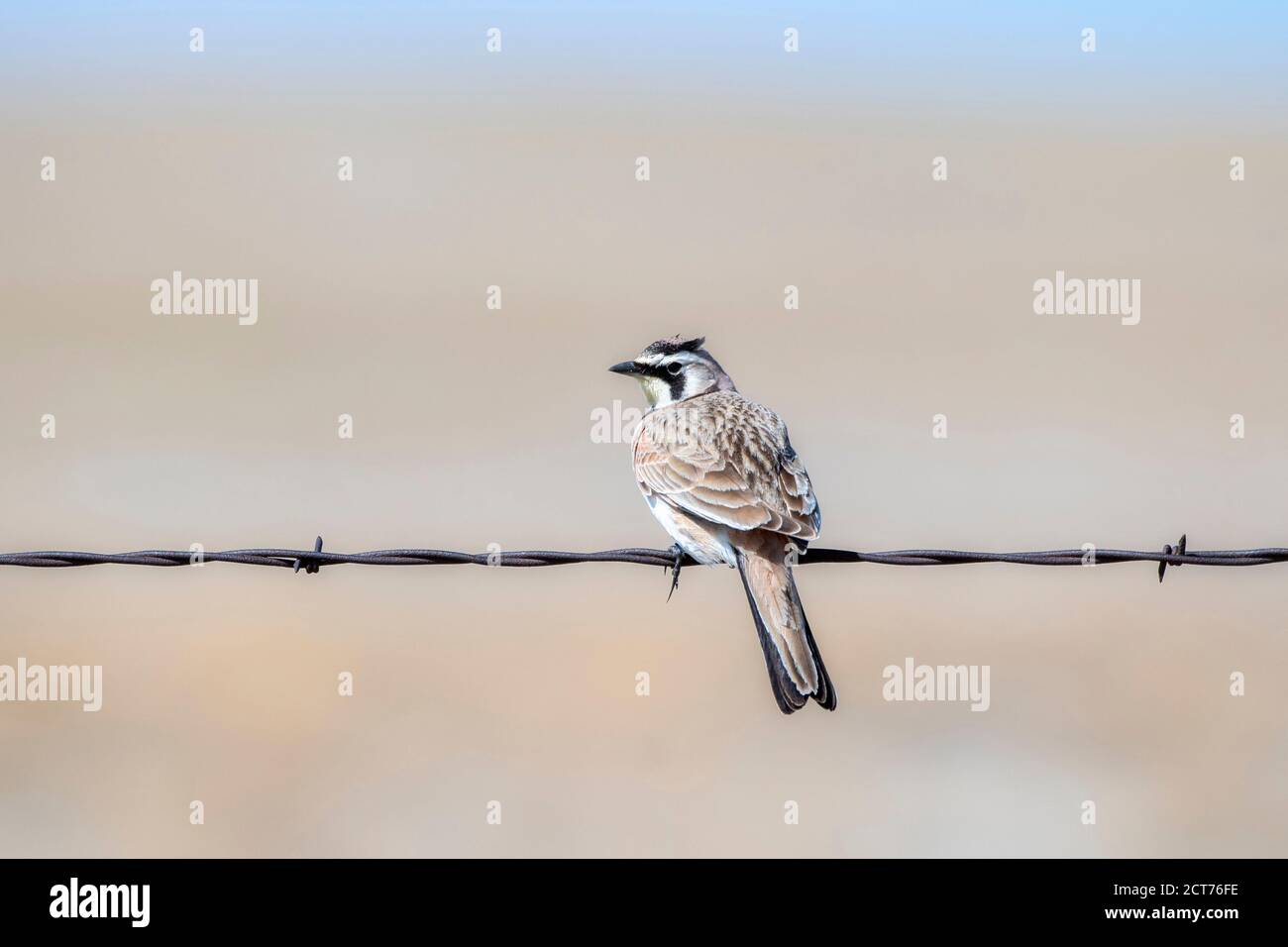 Gehörnte Lerche (Eremophila alpestris) Auf Stacheldraht in den Plains von Colorado gelegen Stockfoto