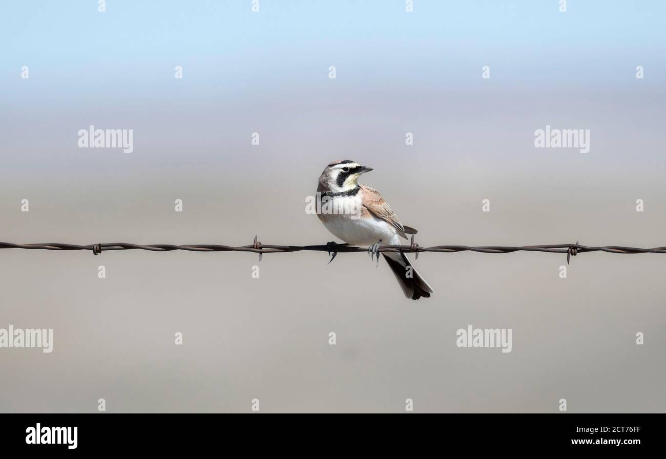 Gehörnte Lerche (Eremophila alpestris) Auf Stacheldraht in den Plains von Colorado gelegen Stockfoto