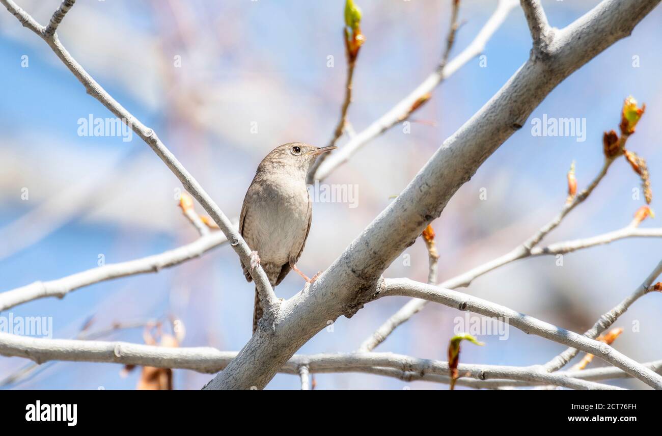 A House Wren (Troglodytes aedon) Gelegen in einem angehenden Aspen Baum mit einem blauen Himmel Hintergrund in Colorado Stockfoto