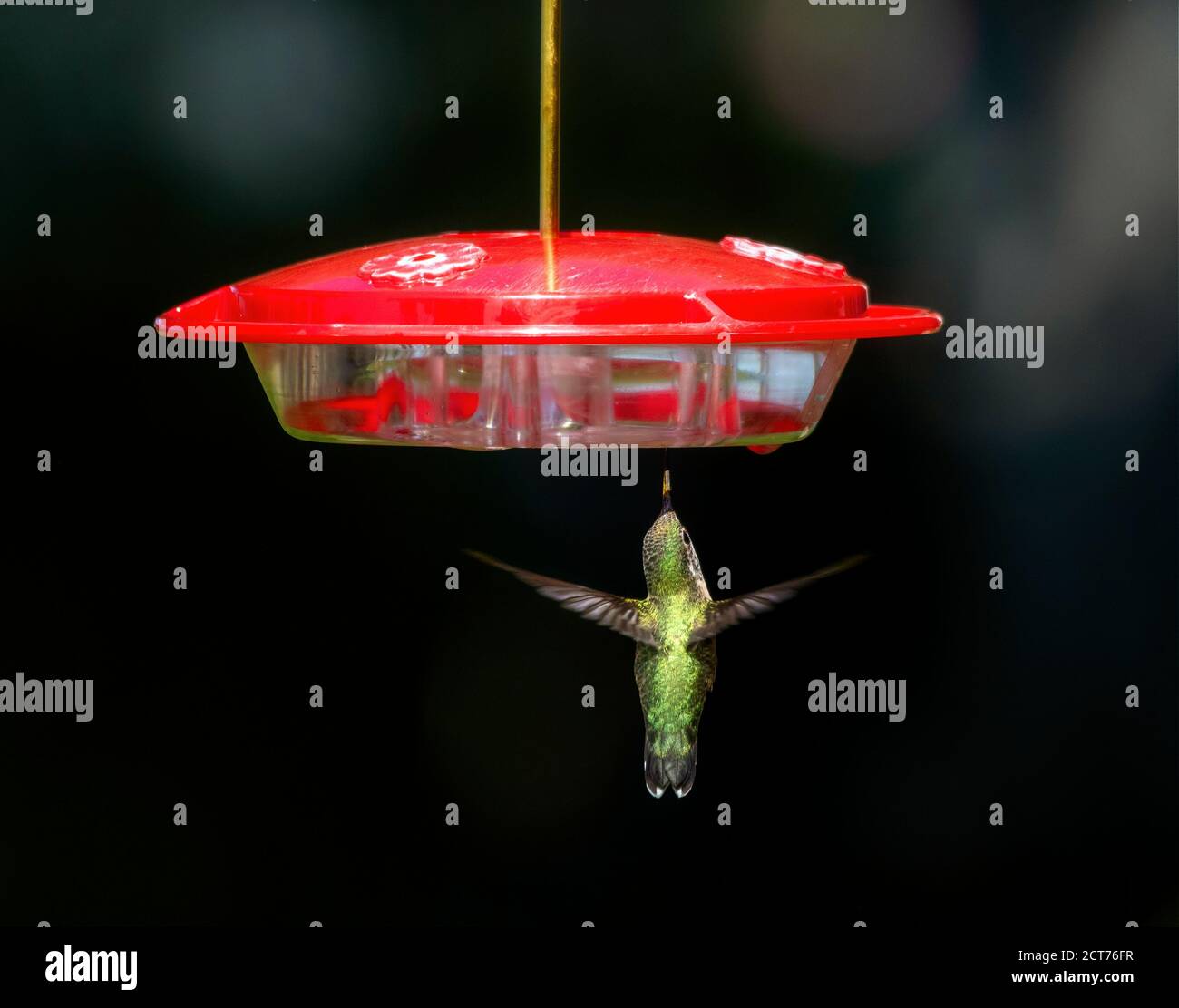 Ein unreifer Calliope Kolibri (Selasphorus Calliope) Trinkt Zucker aus dem Boden eines Feeders während des Vogels Migration in Colorado Stockfoto