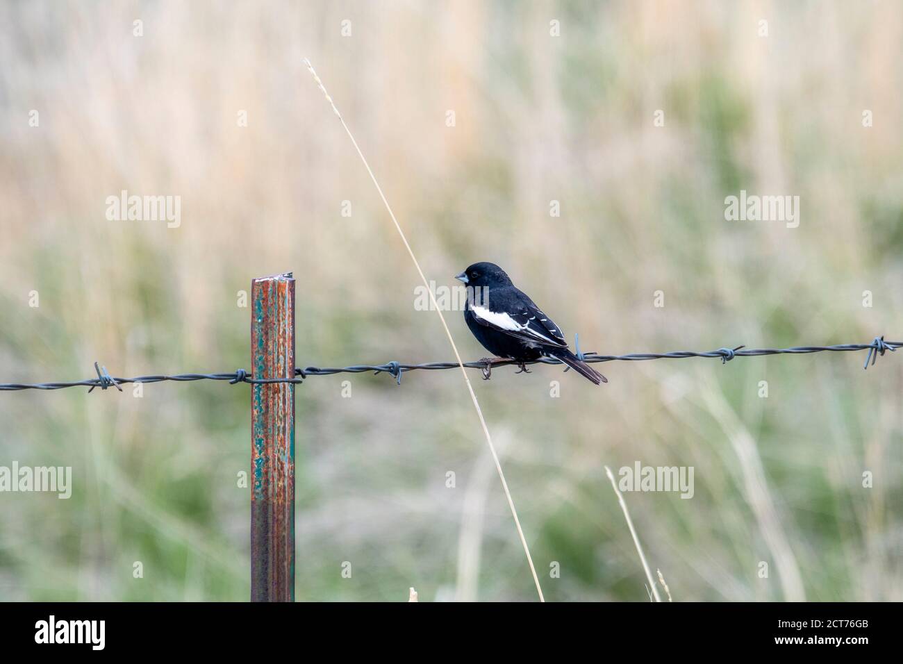 Lerchenammer (Calamospiza melanocorys) Auf einem Stacheldrahtzaun auf der Ebene von thront Colorado Stockfoto