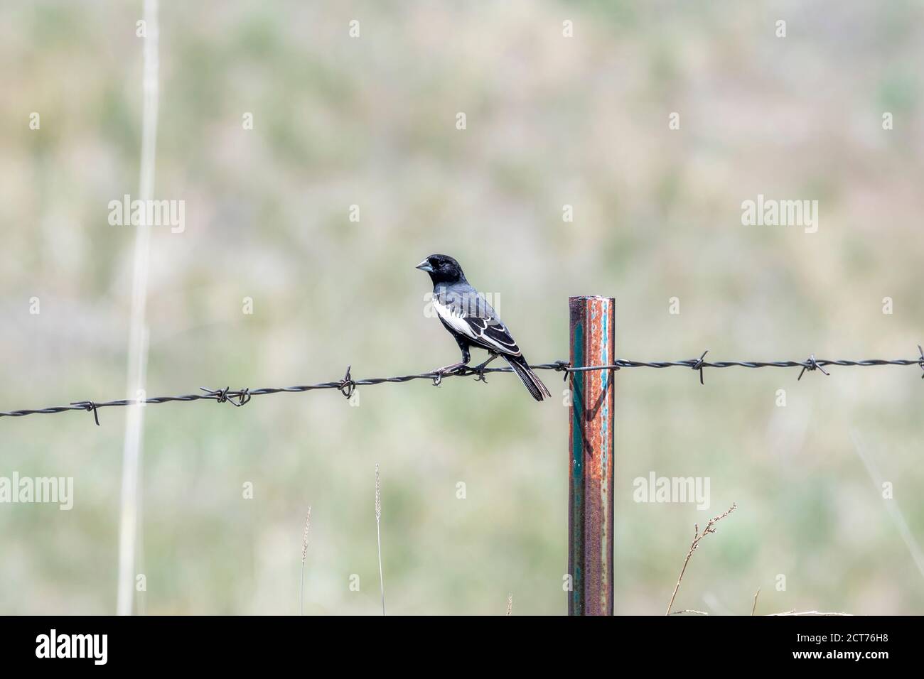 Lerchenammer (Calamospiza melanocorys) Auf einem Stacheldrahtzaun auf der Ebene von thront Colorado Stockfoto