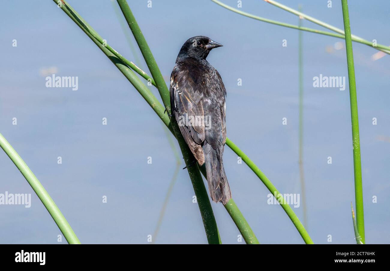 Rotflügelvogel (Agelaius phoeniceus) Thront auf einer Cattail in einem Feuchtgebiet in Colorado Stockfoto