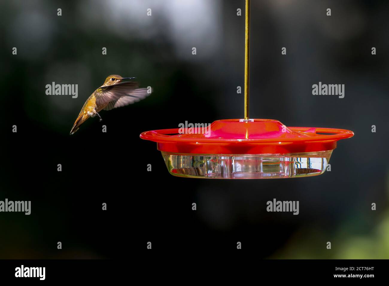 Ein Kolibri (Selasphorus rufus) Bei einem Hummingbird Feeder in Stop Action Flug hovering in Die Luft Stockfoto