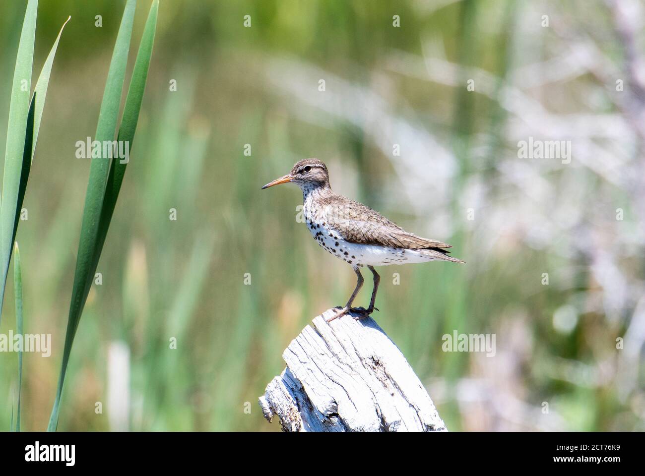 Gepunkteter Sandpiper (Actitis macularius) Auf einem Holzberg in den Bergen von Colorado gelegen Stockfoto