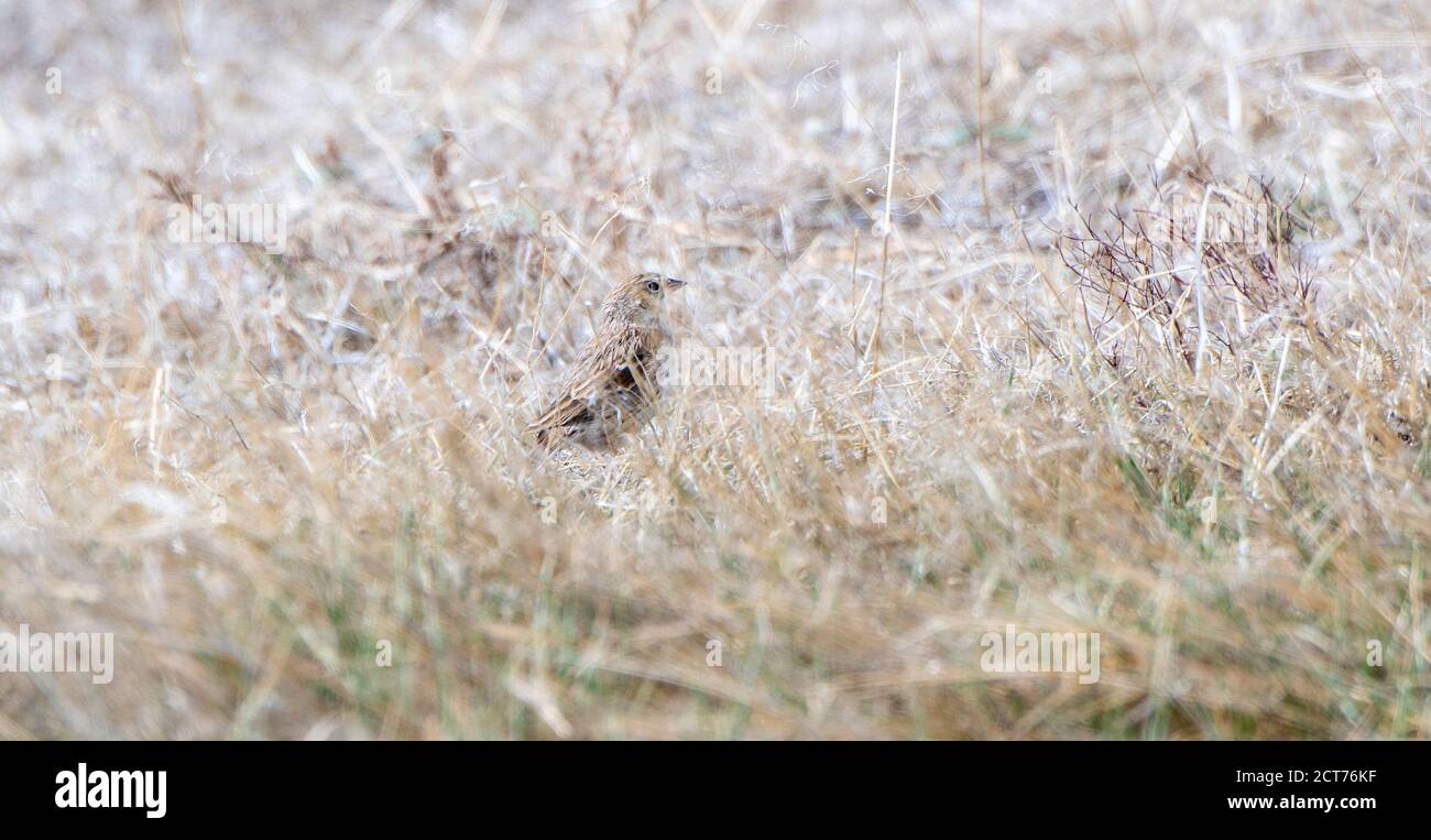 Vesper Sparrow (Pooecetes gramineus) Auf dem Boden auf dem Grasland und Ebenen von thront Colorado Stockfoto