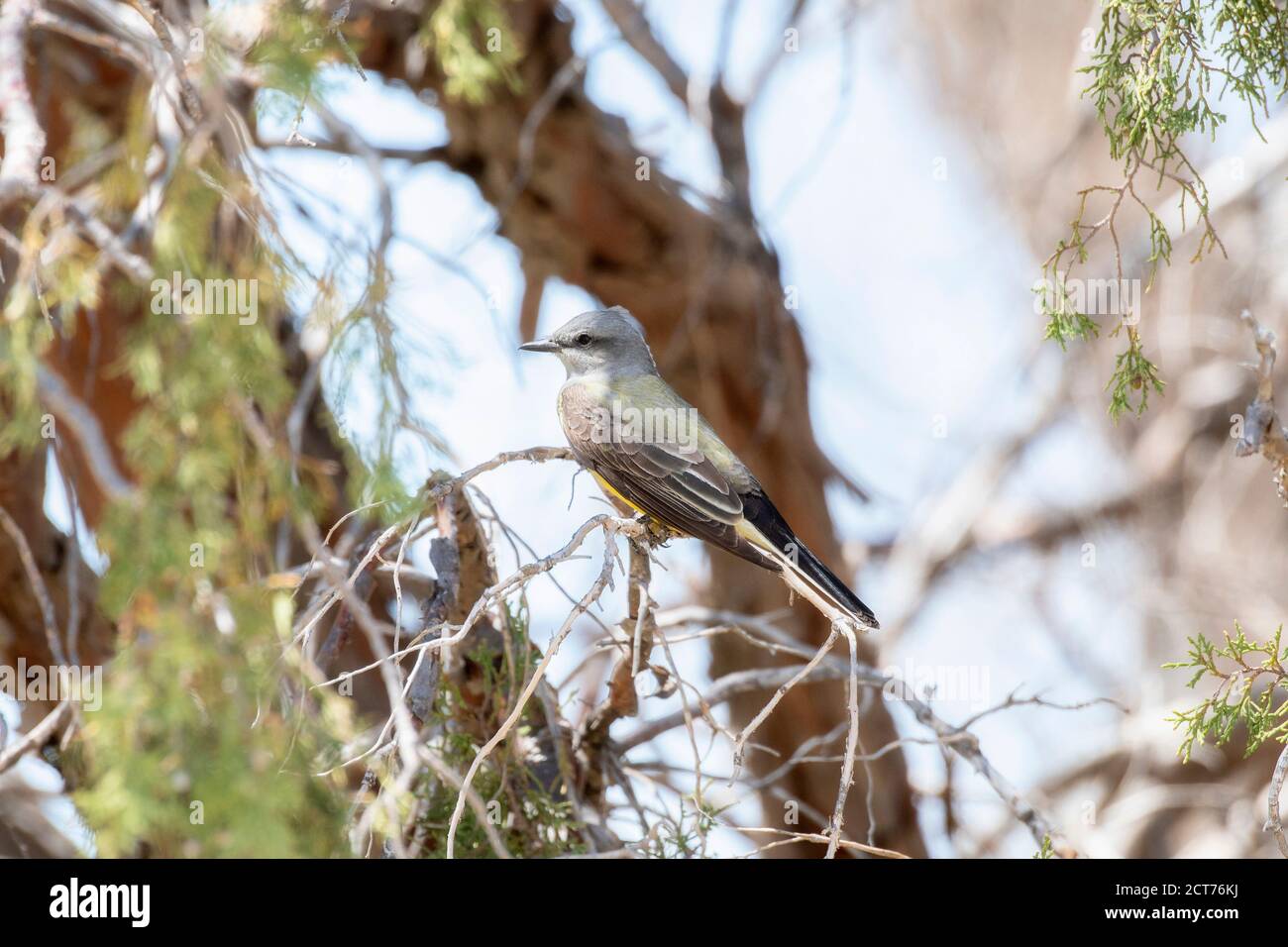 Ein westlicher Königsvogel (Tyrannus verticalis) In einem Baum in den Ebenen von Colorado gelegen Stockfoto
