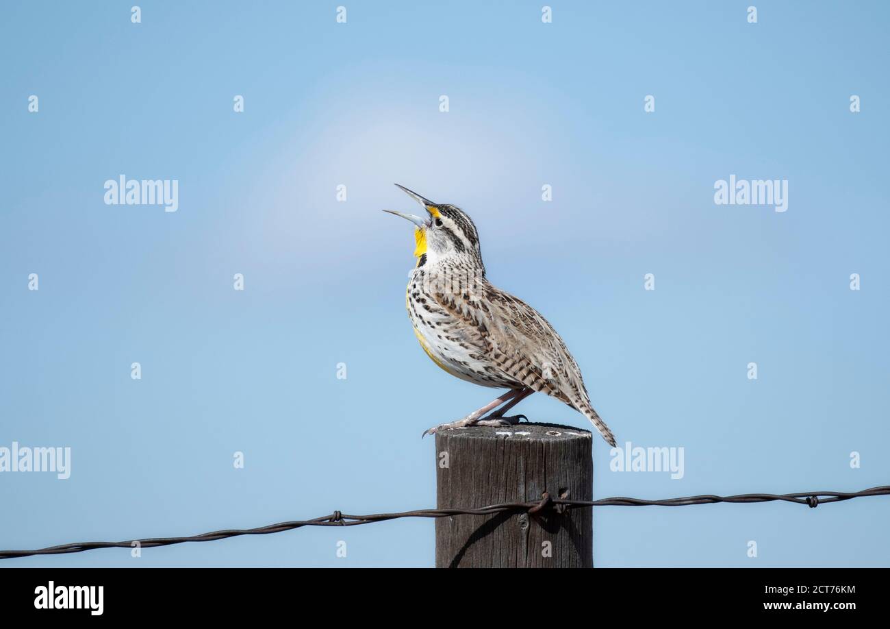 Westmeadowlerche (Sturnella neglecta) Auf einer Holzpfosten sitzend singen auf den Ebenen von Colorado Stockfoto