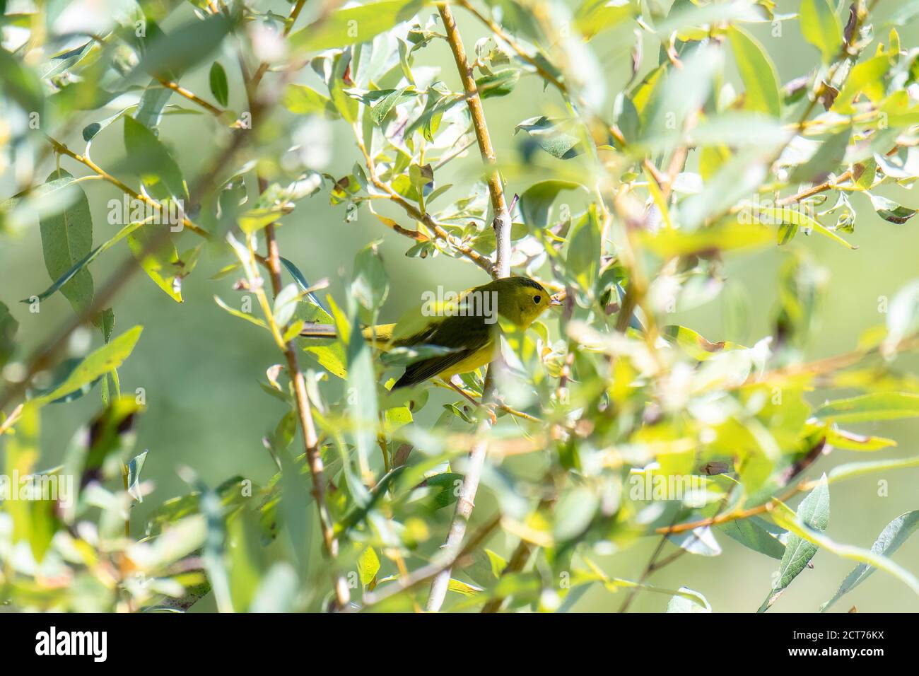 Ein wandernder Wilsons-Waldsänger (Cardellina pusilla) In einem kleinen Baum auf der Jagd nach Insekten in Colorado Stockfoto