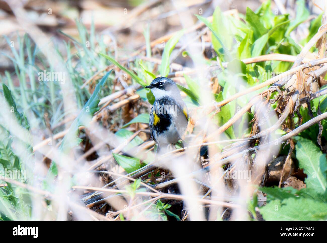 Ein Wandersänger (Setophaga coronata) Auf dem Boden in dichter Vegetation in Colorado gelegen Stockfoto
