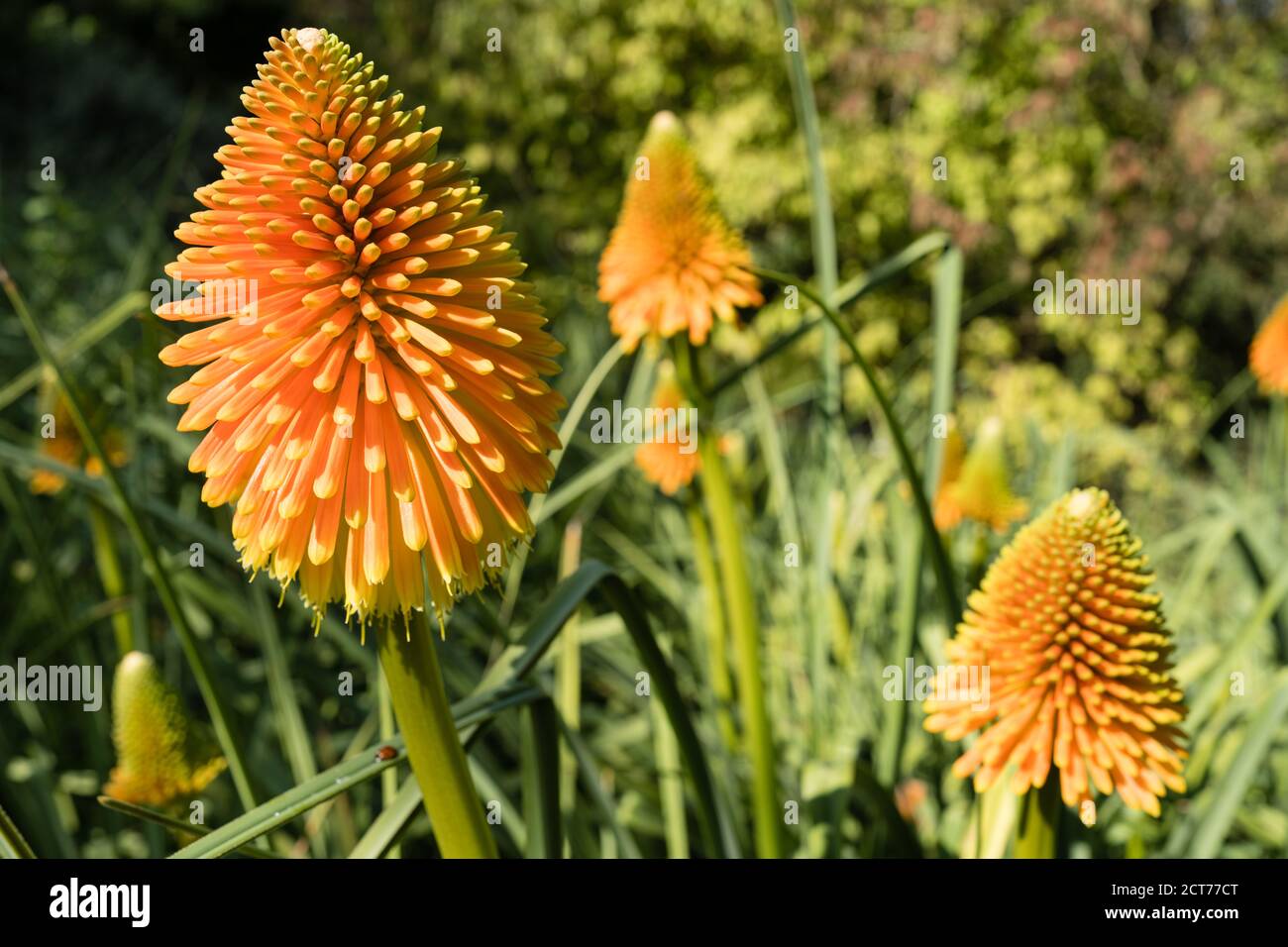 Red Hot Poker kniphofia-Ausstellung in den Sir Harold Hiller Gardens In der Nähe von Romsey in Hampshire Stockfoto