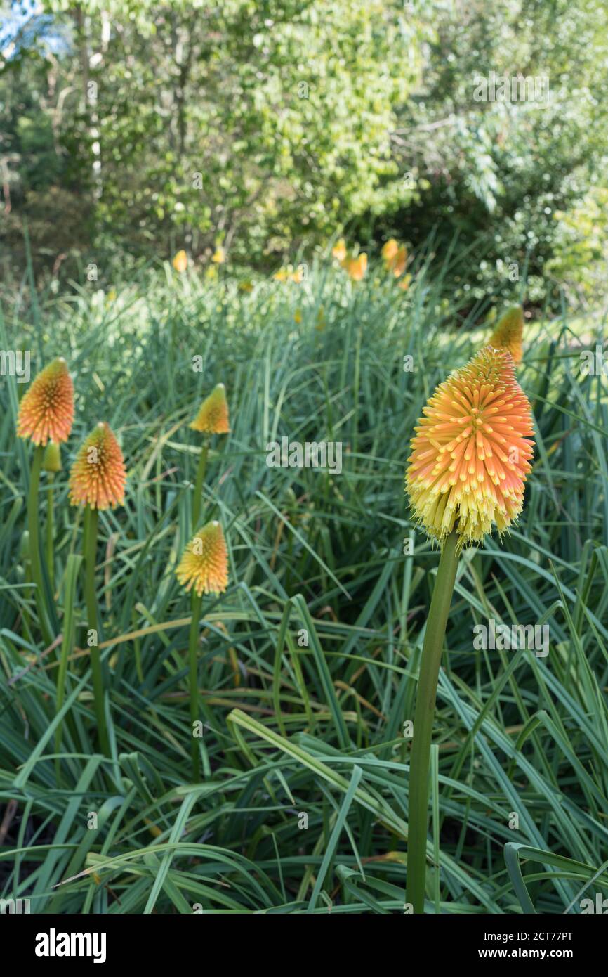 Red Hot Poker kniphofia-Ausstellung in den Sir Harold Hiller Gardens In der Nähe von Romsey in Hampshire Stockfoto
