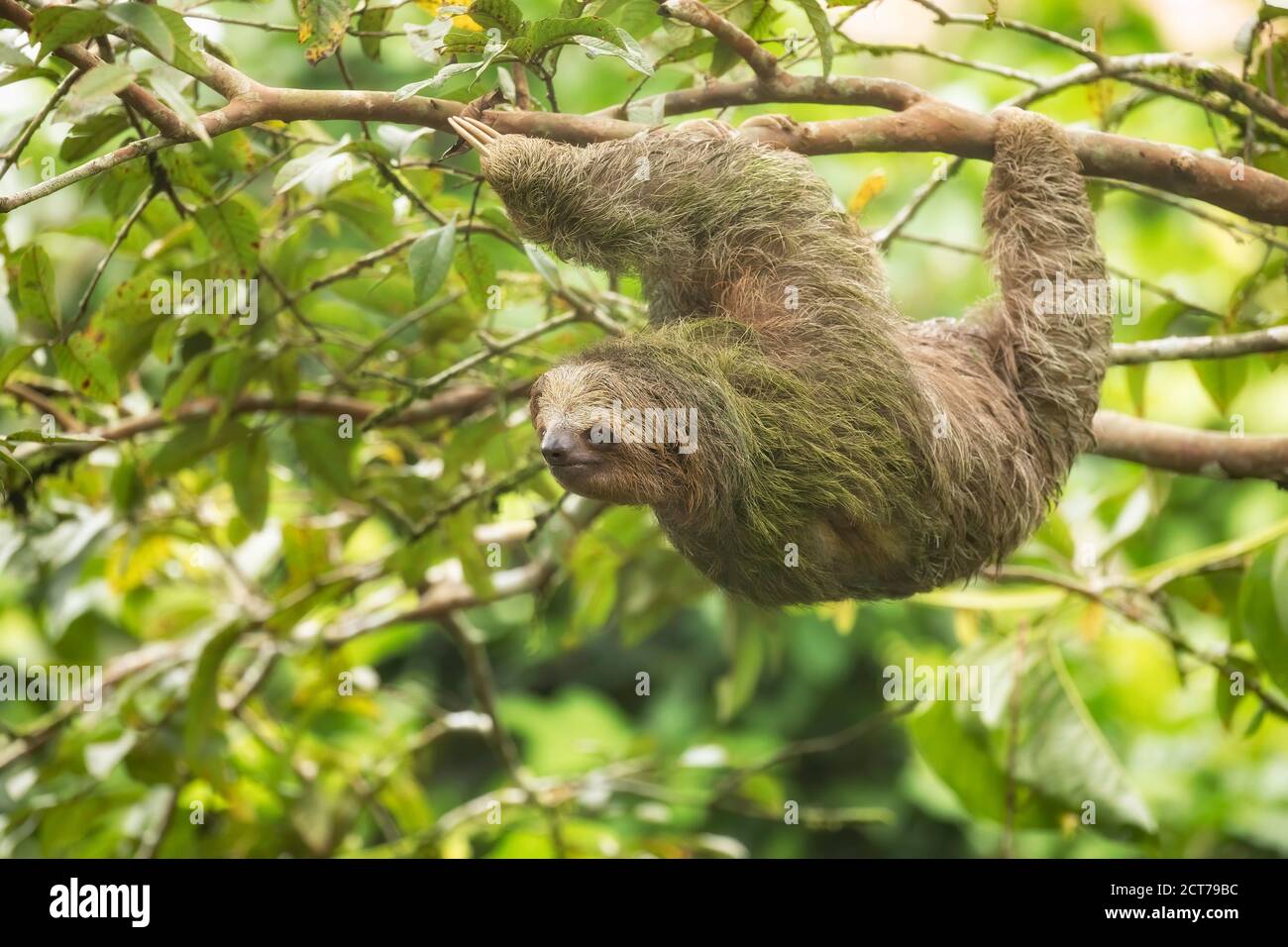 Braunkehliger Dreizehen-Faultier (Bradypus variegatus) im Regenwald-Habitat, Costa Rica Stockfoto
