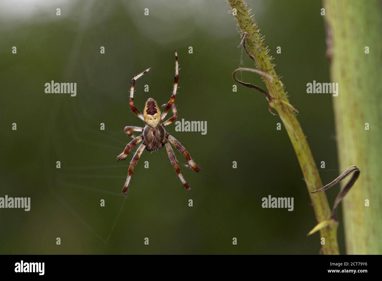 Marmorkäfer (Araneus marmoreus var. pyramidatus) Stockfoto