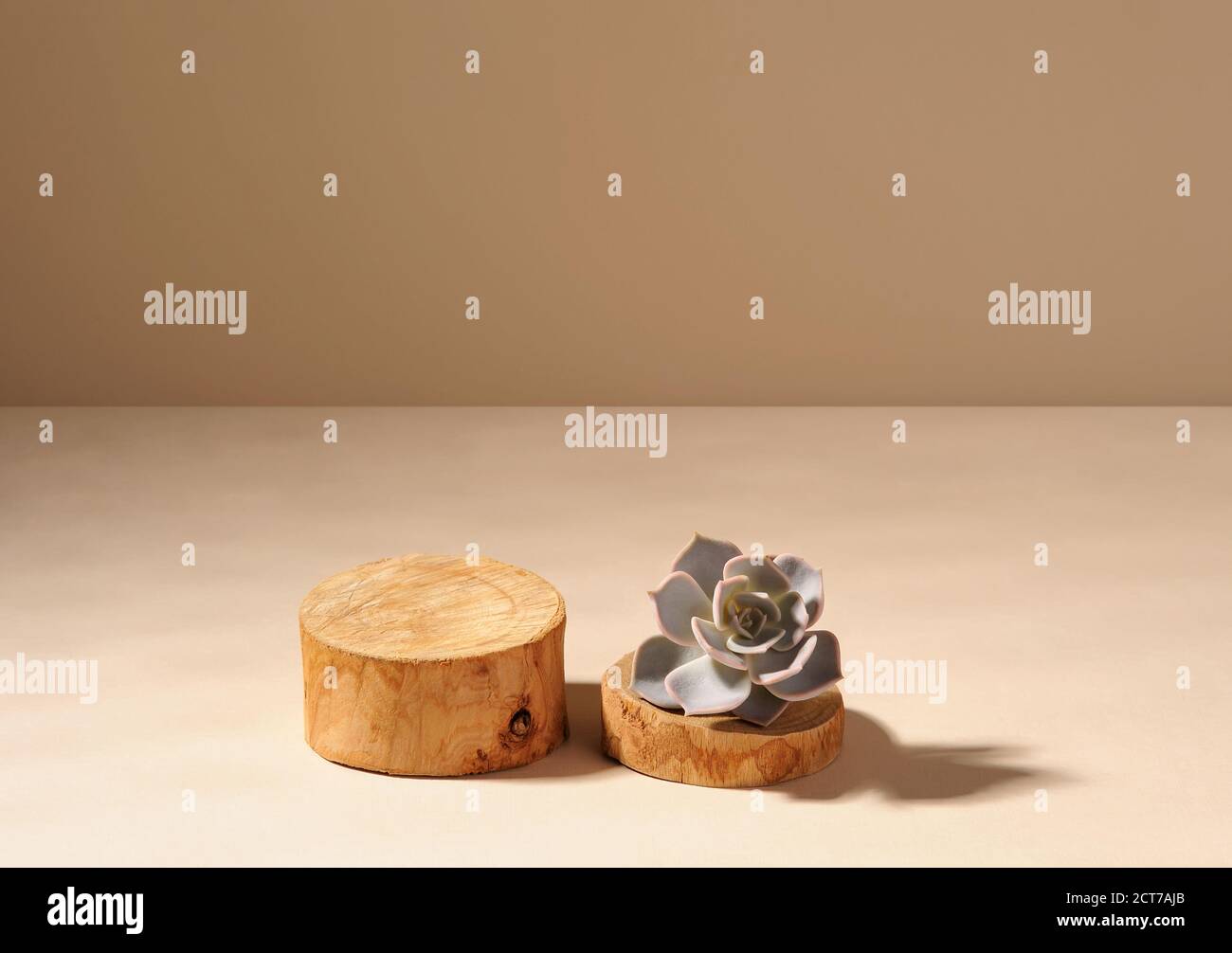 Sukkulente Pflanze auf einem runden Holzscheibchen Podium. Inneneinrichtung. Kreativer Hintergrund. Horizontal. Stockfoto
