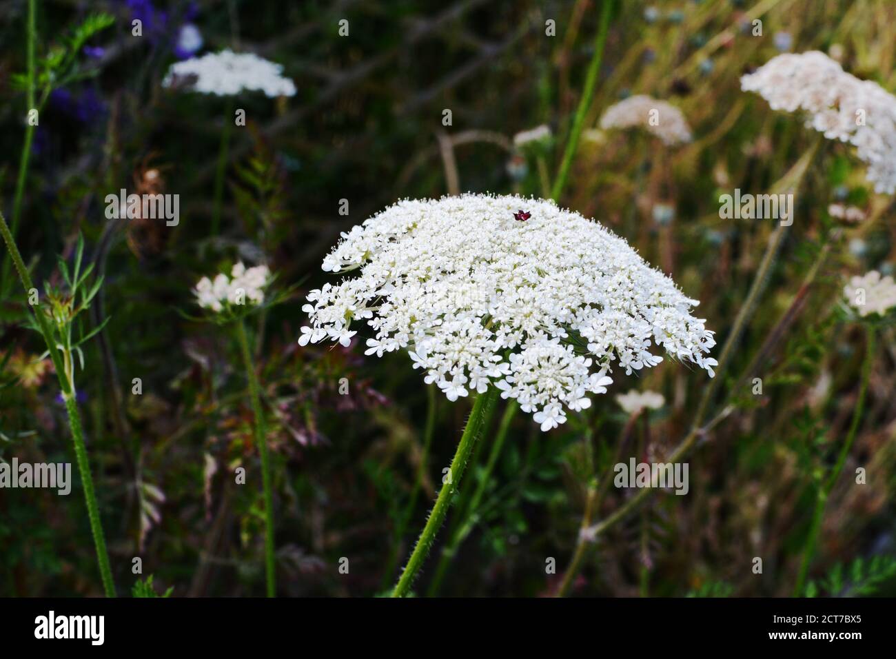 Kuh Petersilie, oder wilden Kerbel - Dolde Cluster von zarten kleinen weißen Blüten, wild wie ein Unkraut in einem Blumengarten wachsen - Anthriscus sylvestris Stockfoto