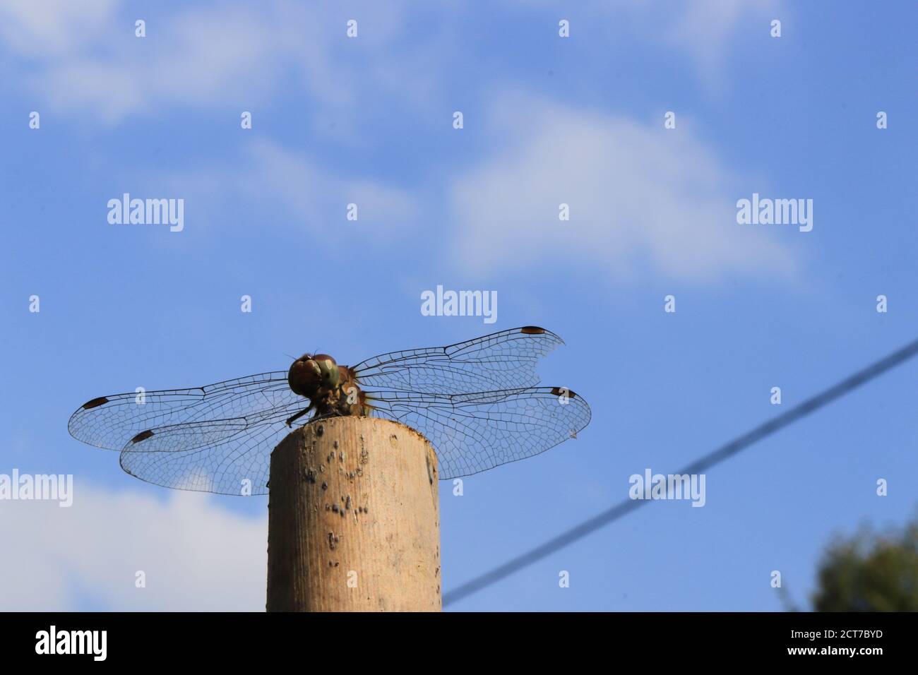 Libelle Gelb-geflügelte und blauer Himmel im Hintergrund Stockfoto
