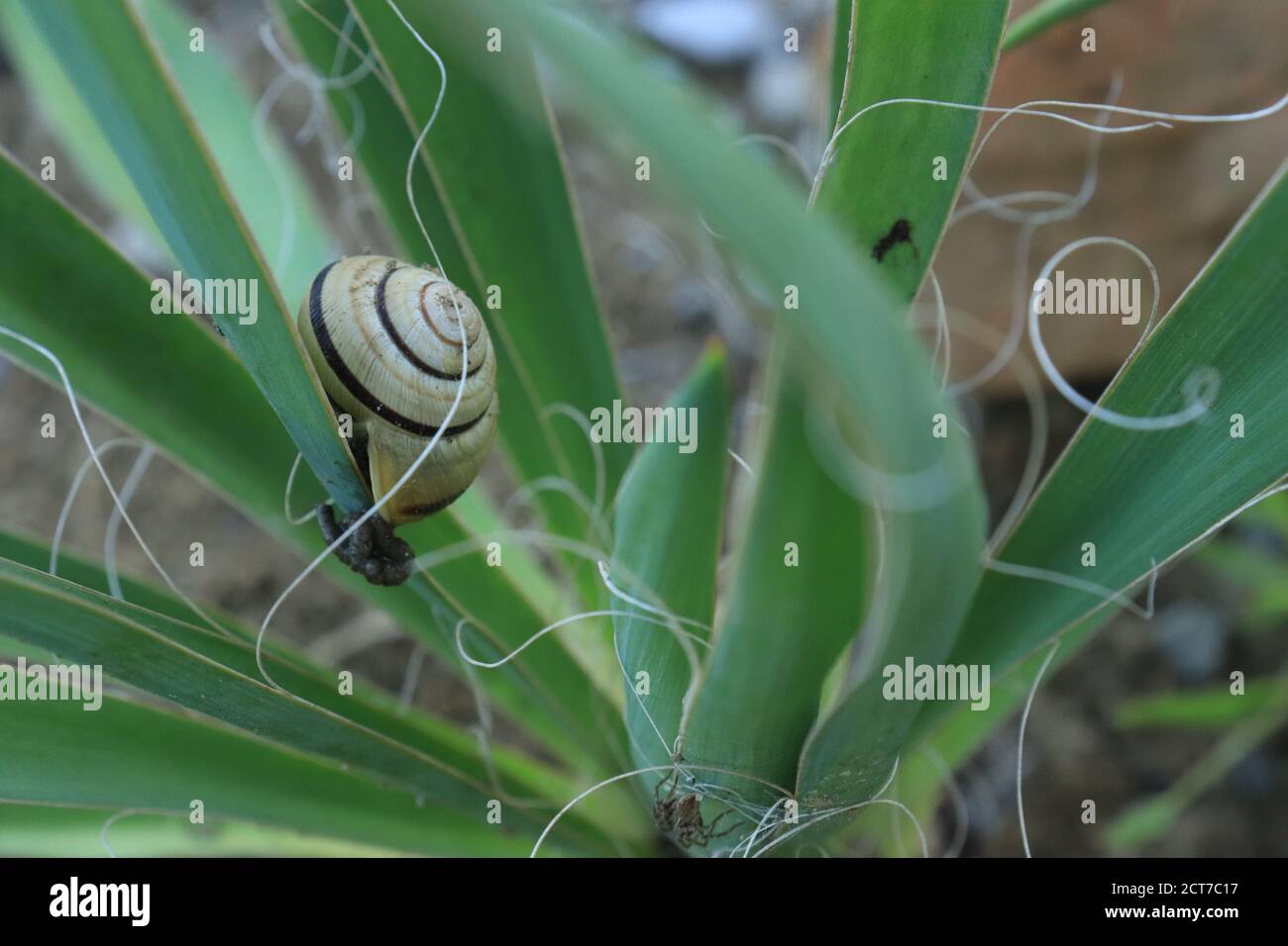 Schnecke mit einer Schale auf einem grünen Blatt lat. Cepaea hortensis Stockfoto
