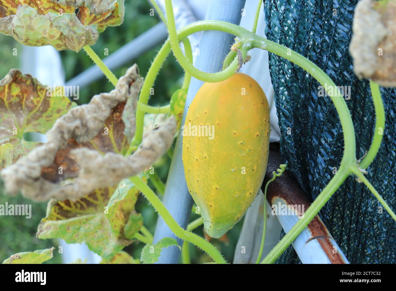 Krankheit auf den Blättern der Gurkenpflanze mit einem Krankheit im Gemüsegarten verursacht durch den Pilz Pseudoperonospora Cubensis Stockfoto