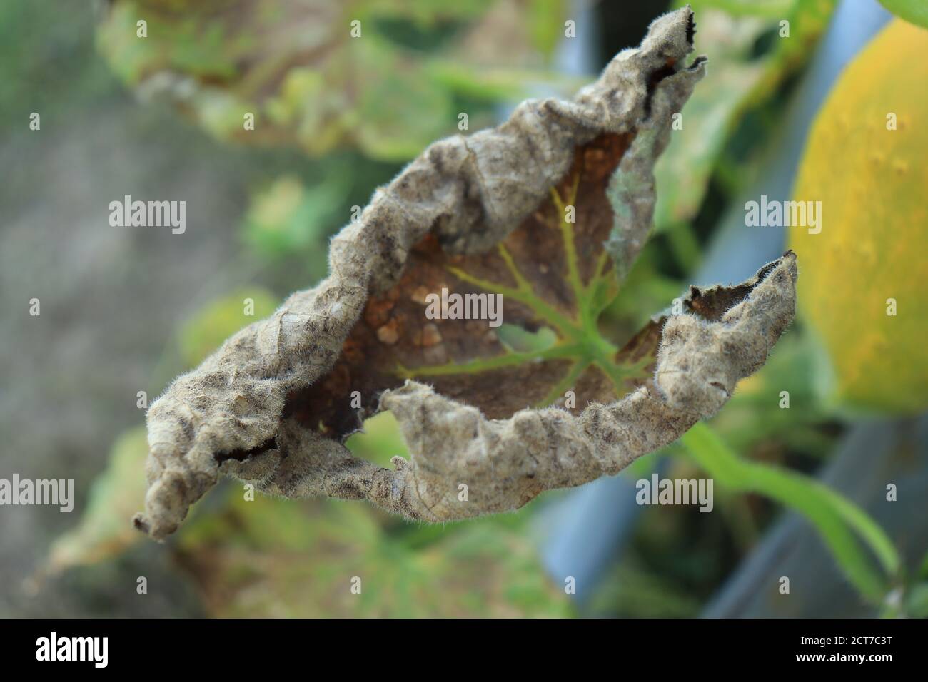 Krankheit auf den Blättern der Gurkenpflanze mit einem Krankheit im Gemüsegarten verursacht durch den Pilz Pseudoperonospora Cubensis Stockfoto