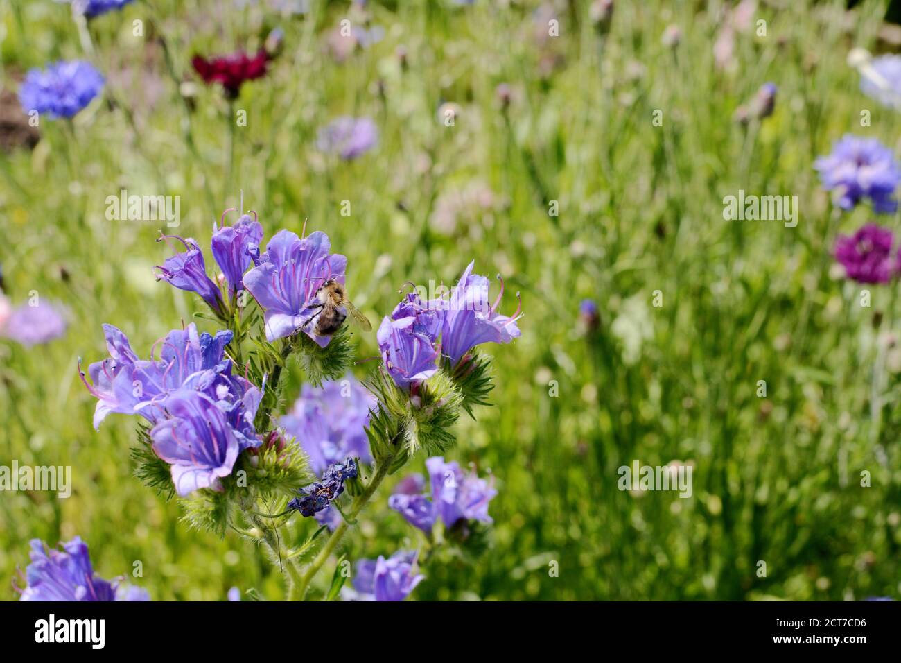 Nahaufnahme einer schrillen Carder-Biene, die Nektar und Pollen aus den Büglanz-Blüten der Blauviper sammelt; Raum auf Wildblumen kopieren Stockfoto