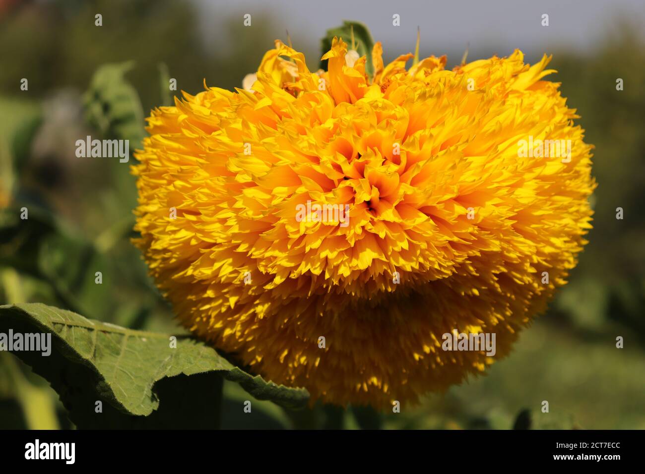 Gelb blühte biologisch angebaute Sonnenblume Stockfoto