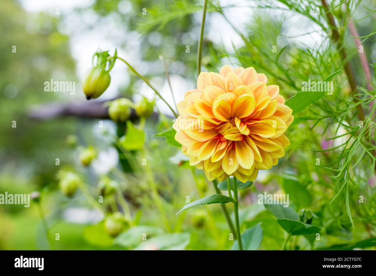 Dahlien gelbe und orange Blumen im Garten.Blumenbeet mit Dahlias.fresh Hochzeitsblumen, botanischen Garten.gelbe flauschige Dahlie in voller Blüte Stockfoto