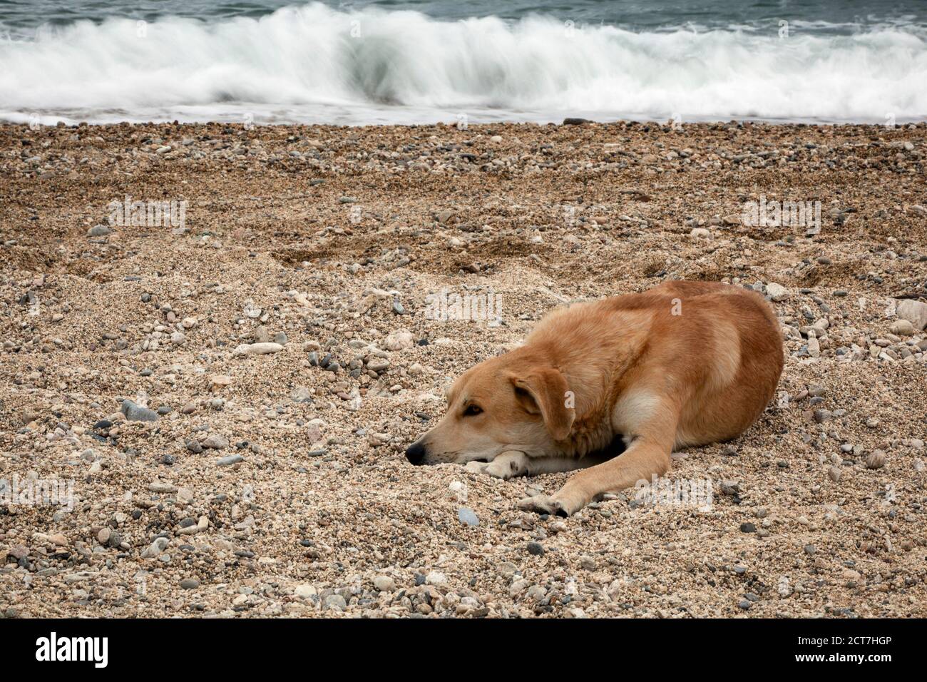 Unbegleitet, einsam und ruhig liegt der Hund an einer Küste Stockfoto
