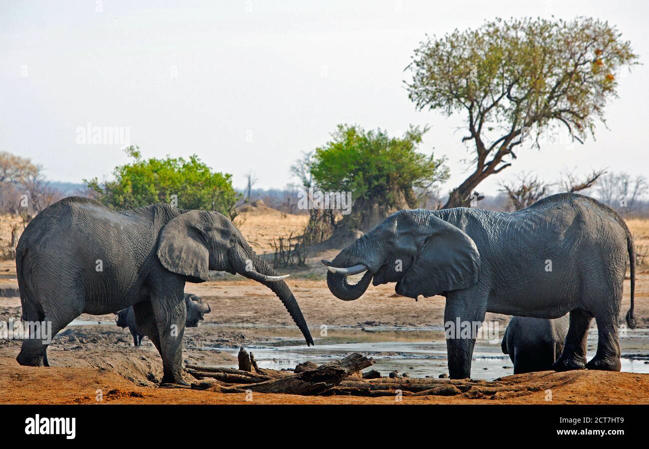 Zwei afrikanische Elefanten an einem Wasserloch mit einem Akazienbaum und einem Cape Buffalo im Hintergrund, Hwange National Park, Simbabwe Stockfoto