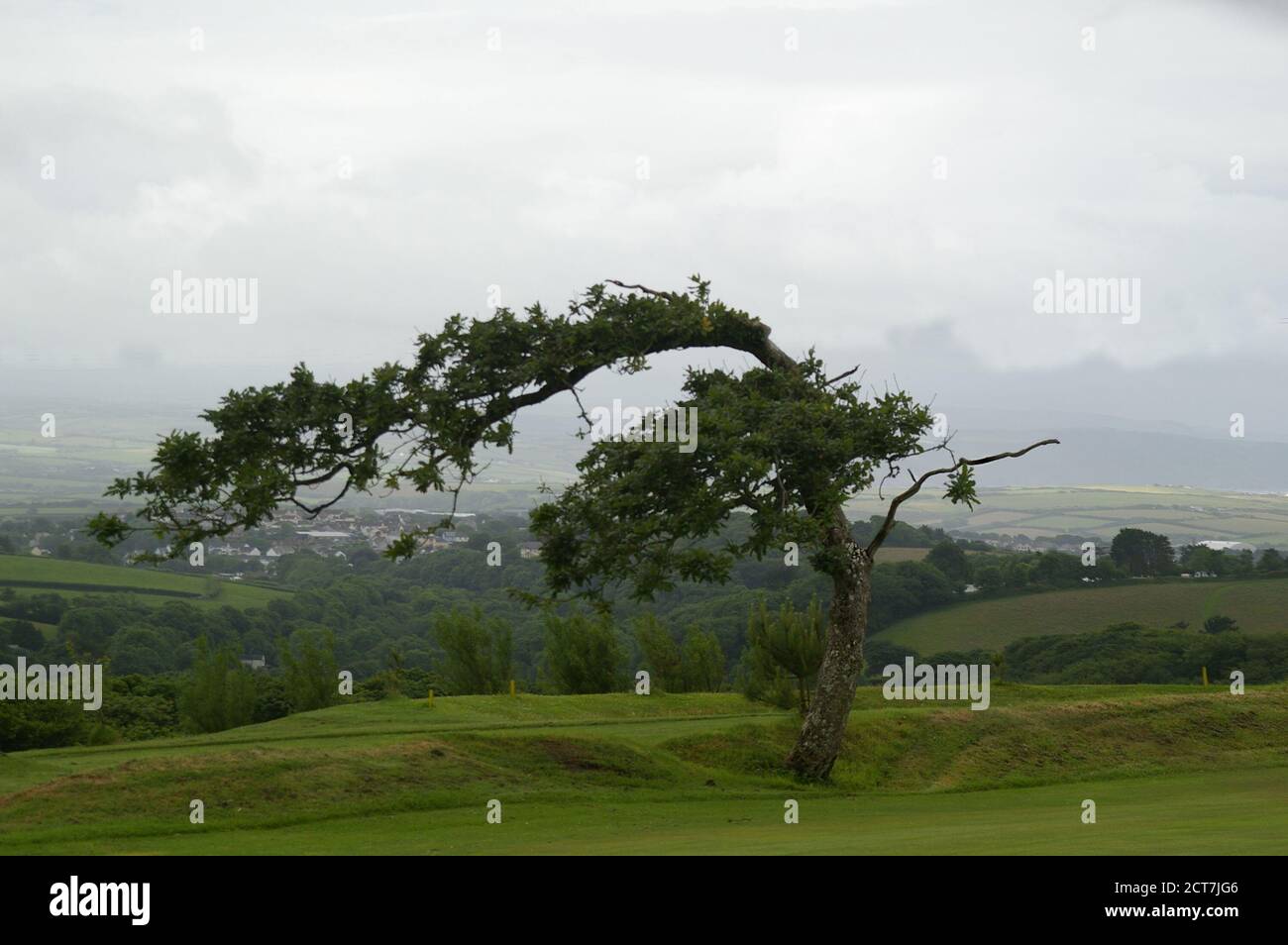 Ein windgeblasener Baum, der vor einem nebligen Blick auf sanfte Hügel und graue und weiße Wolken schilderte. Stockfoto