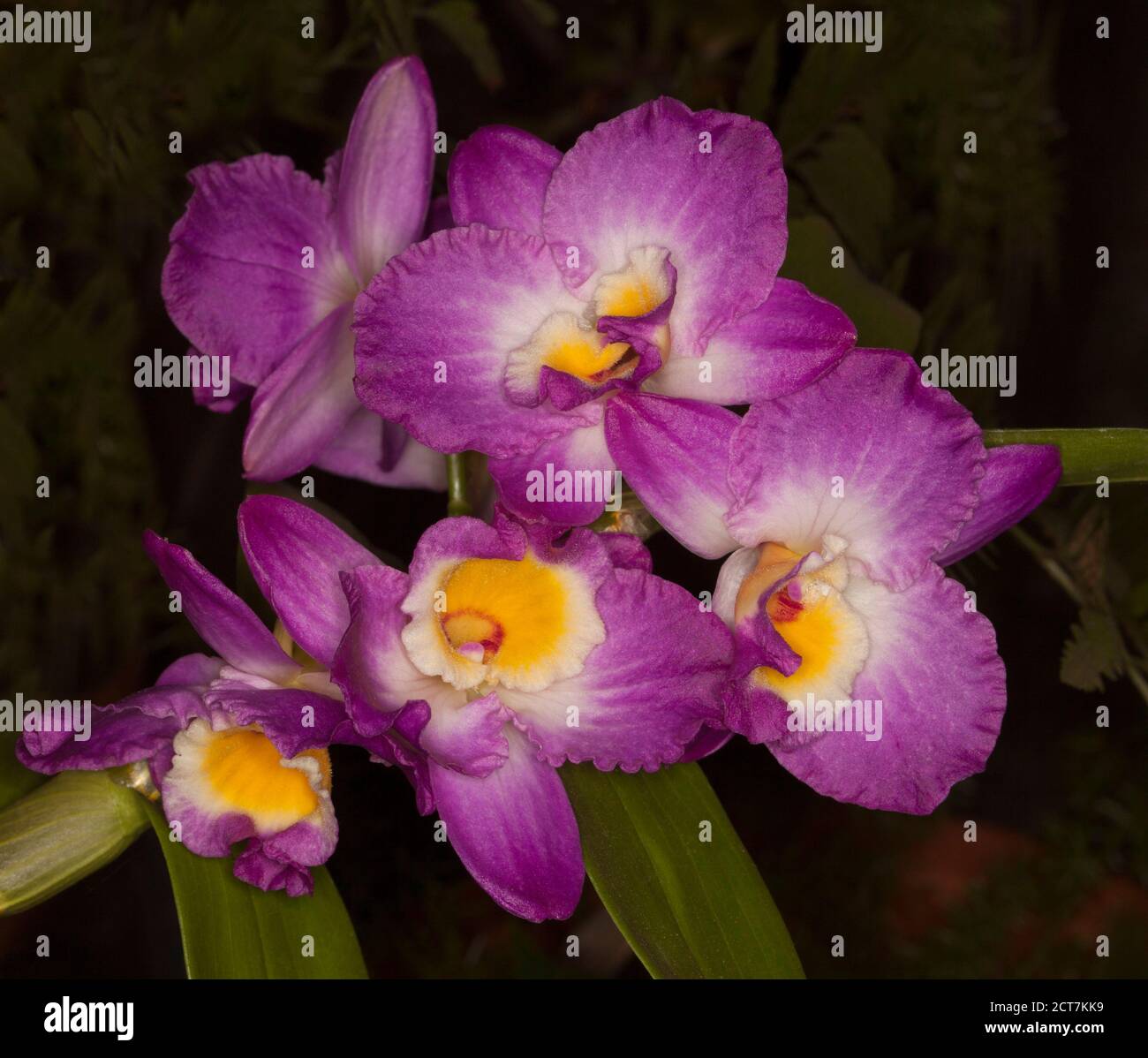 Cluster von atemberaubenden lebendige tief rosa, weiß und gelb Blumen der Orchidee Dendrobium elegant Smile 'Red Crest' auf dunklem Hintergrund Stockfoto