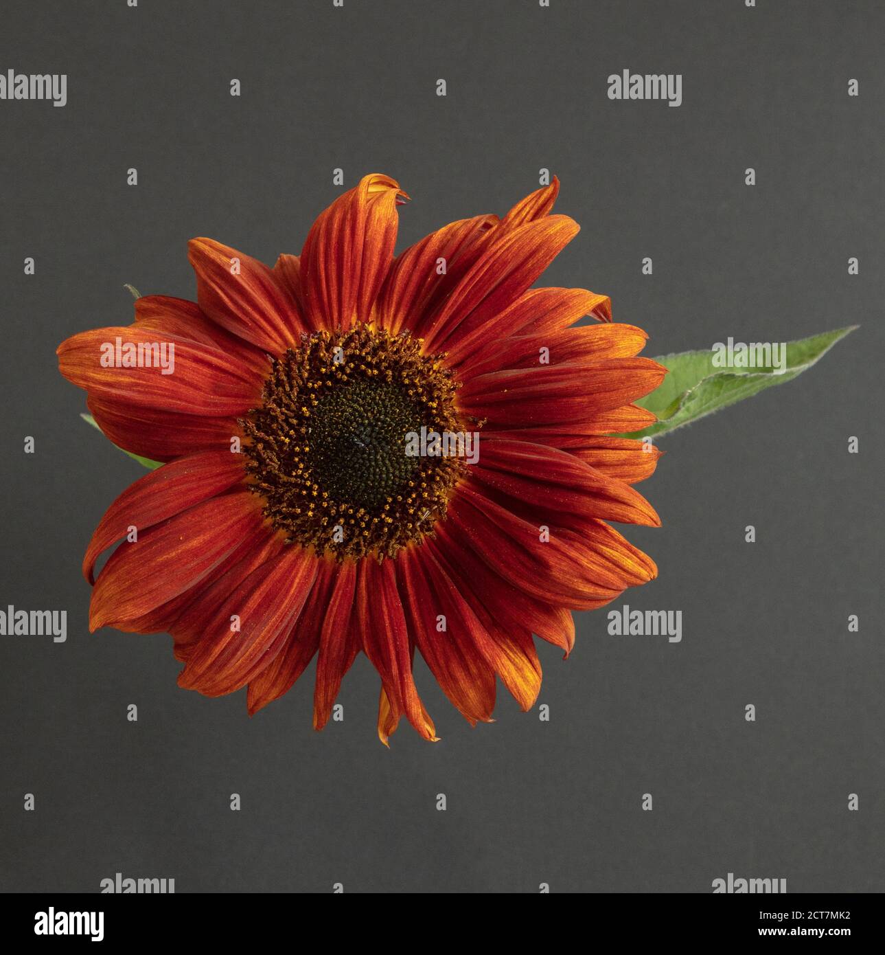 Nahaufnahme einer einzelnen kupferbraunen Sonnenblume vor einem dunkelgrauen Hintergrund. Stockfoto