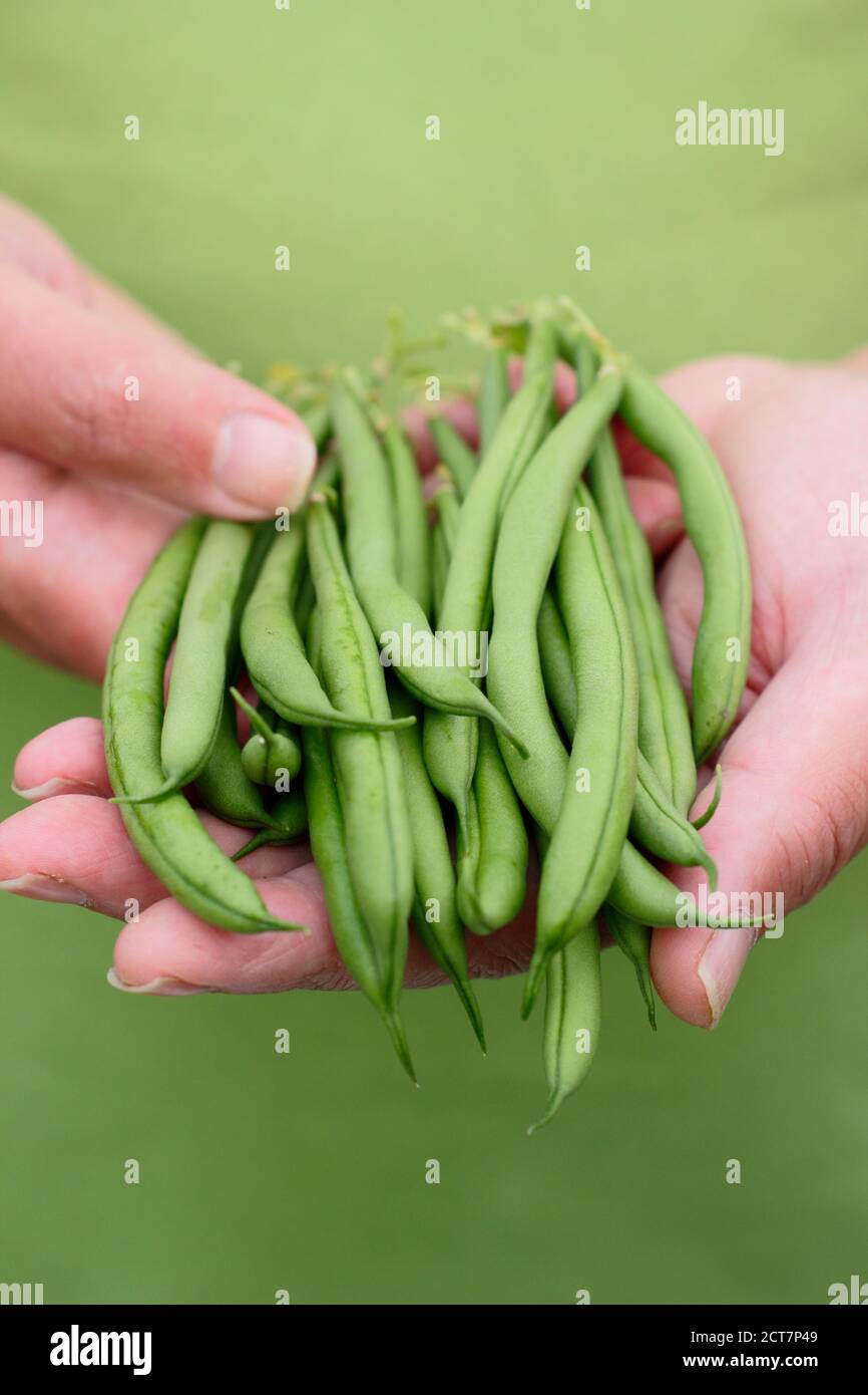 Phaseolus vulgaris 'Mamba'. Frisch gepflückte, selbst angebaute französische Bohnen Stockfoto