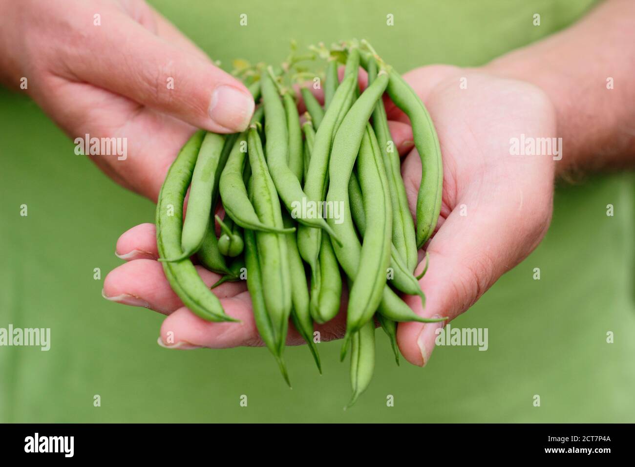 Phaseolus vulgaris 'Mamba'. Frisch gepflückte, selbst angebaute französische Bohnen Stockfoto