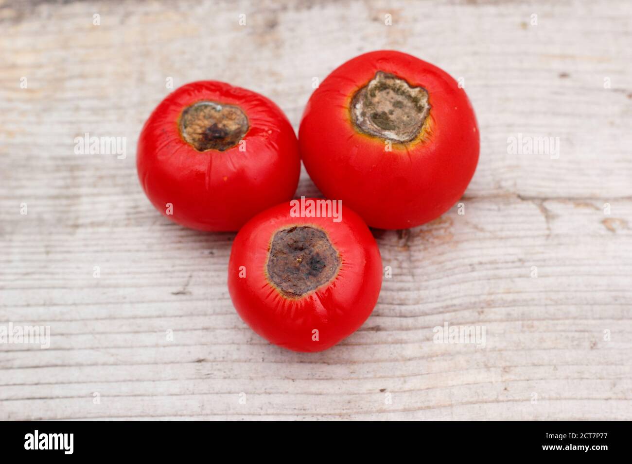 Selbstgewachsene Tomaten mit Blütenendfäule, die durch Kalziummangel und damit verbundene Bewässerungsprobleme verursacht wird. Solanum lycopersicum 'Alicante'. Stockfoto