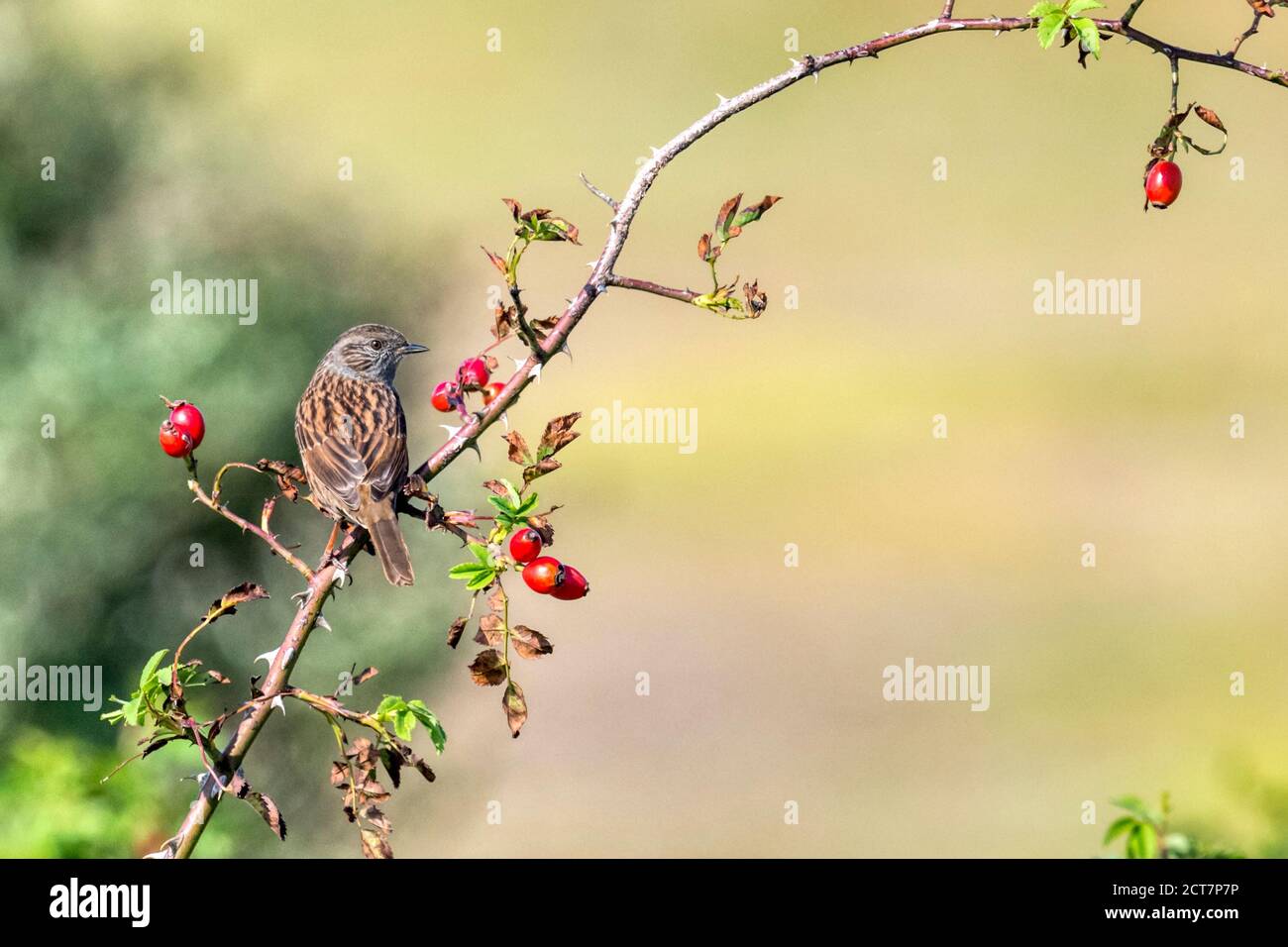 Dunnock, Prunella modularis, auf wildem Rosenzweig mit Hagebutten thront. Stockfoto