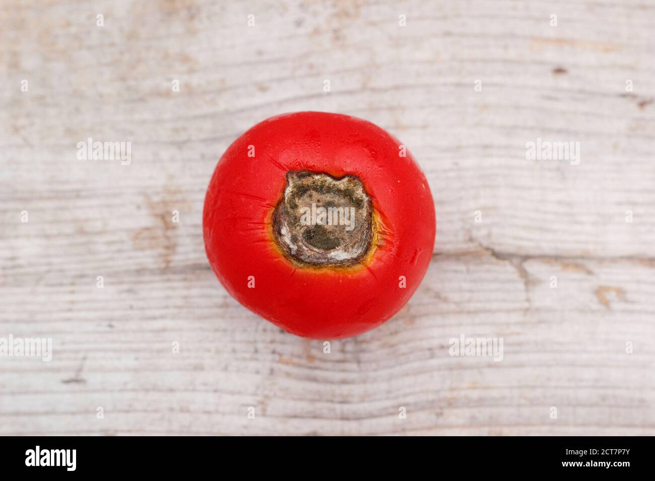 Selbstgewachsene Tomaten mit Blütenendfäule, die durch Kalziummangel und damit verbundene Bewässerungsprobleme verursacht wird. Solanum lycopersicum 'Alicante'. Stockfoto