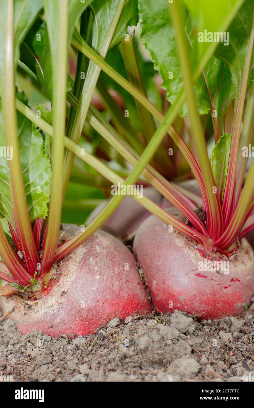 Beta vulgaris 'Chioggia'. Hausgemachte Chioggia Rote Beete wächst in einem Garten Gemüsegarten Grundstück. VEREINIGTES KÖNIGREICH Stockfoto