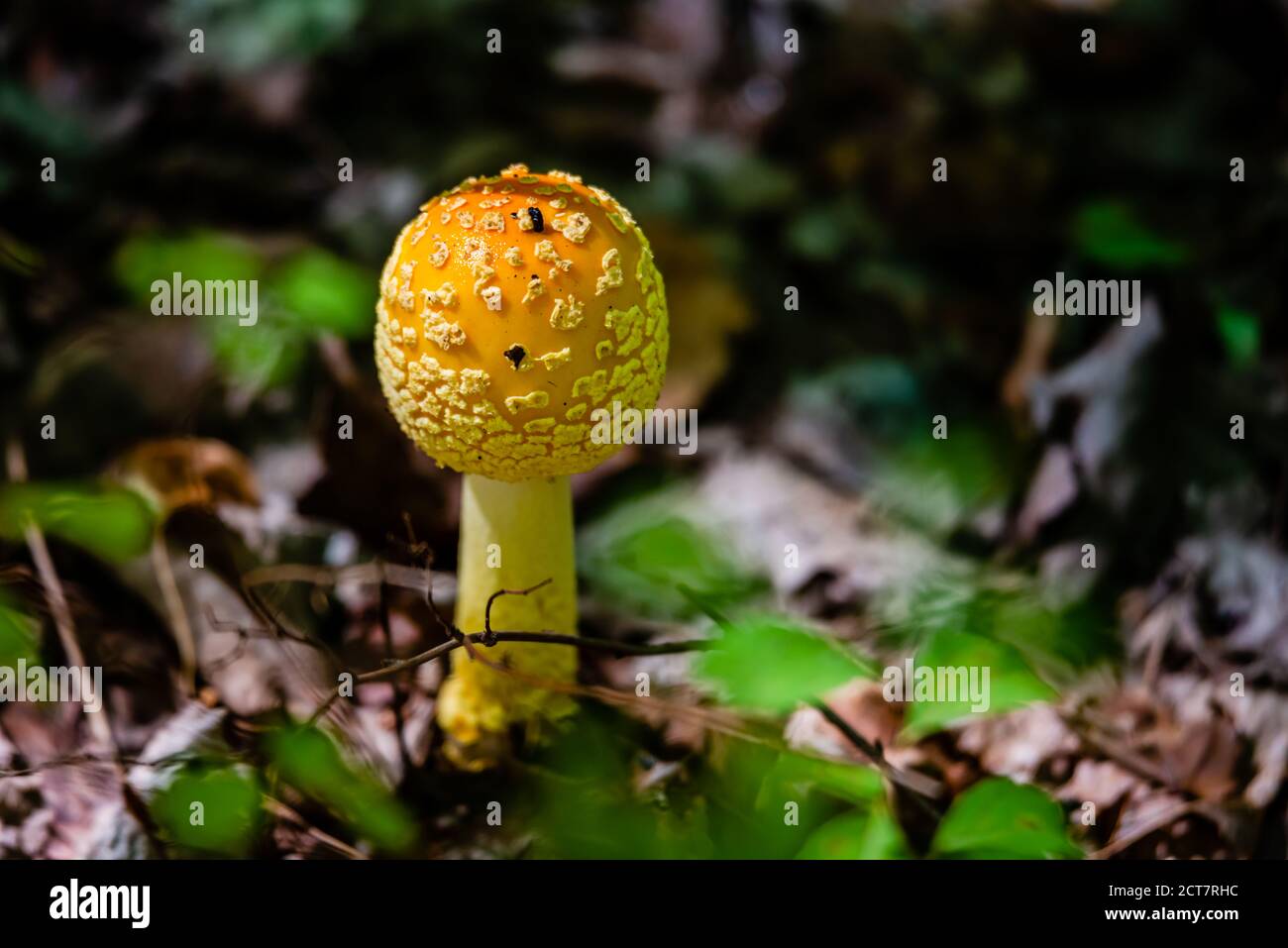 Gelb orange Fliege Agaric Pilzbesen Stockfoto