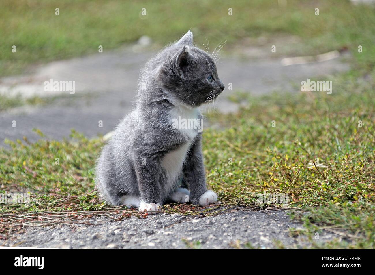 Kleine niedliche graue Kätzchen mit grauen Augen sitzt auf dem Gras im Sommer Stockfoto