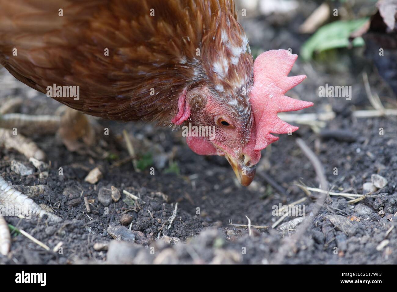 Haustiere retten Hühnchen in einem britischen Garten Stockfoto