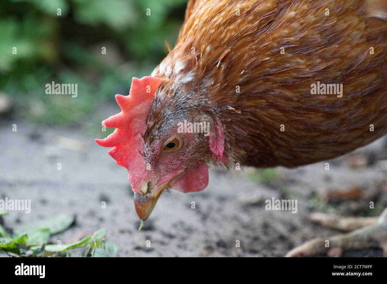 Haustiere retten Hühnchen in einem britischen Garten Stockfoto