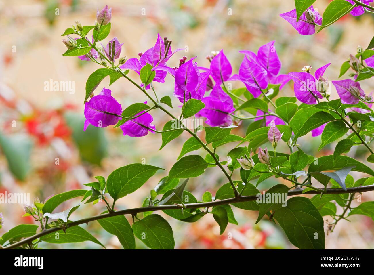 Leuchtend rosa Bougainvillea im Garten Stockfoto