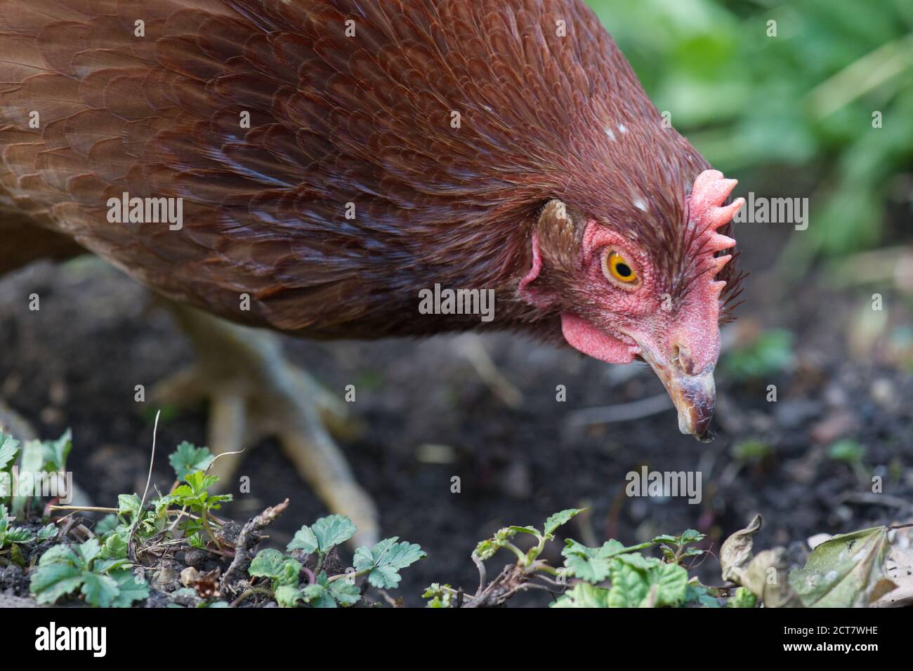 Haustiere retten Hühnchen in einem britischen Garten Stockfoto
