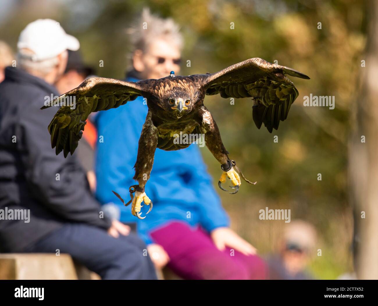 Goldener Adler, Aquila chrysaetos, im British Birds of Prey Centre, das sich in den National Botanical Gardens of Wales befindet Stockfoto