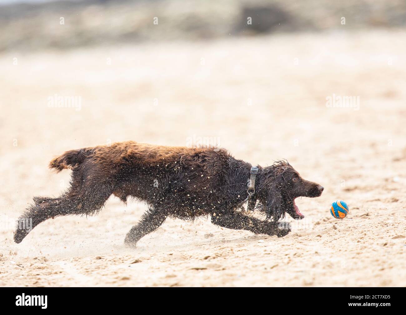 Haustierhund spielt am Strand Stockfoto