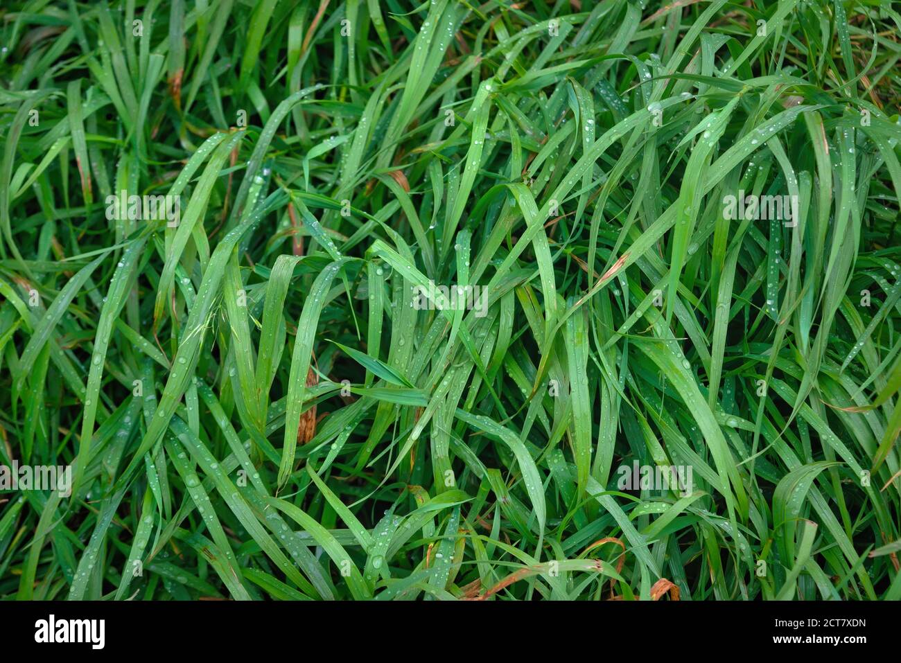 Grünes Gras mit Regentropfen aus der Nähe bedeckt. Abstrakter vegetativer Hintergrund. Stockfoto